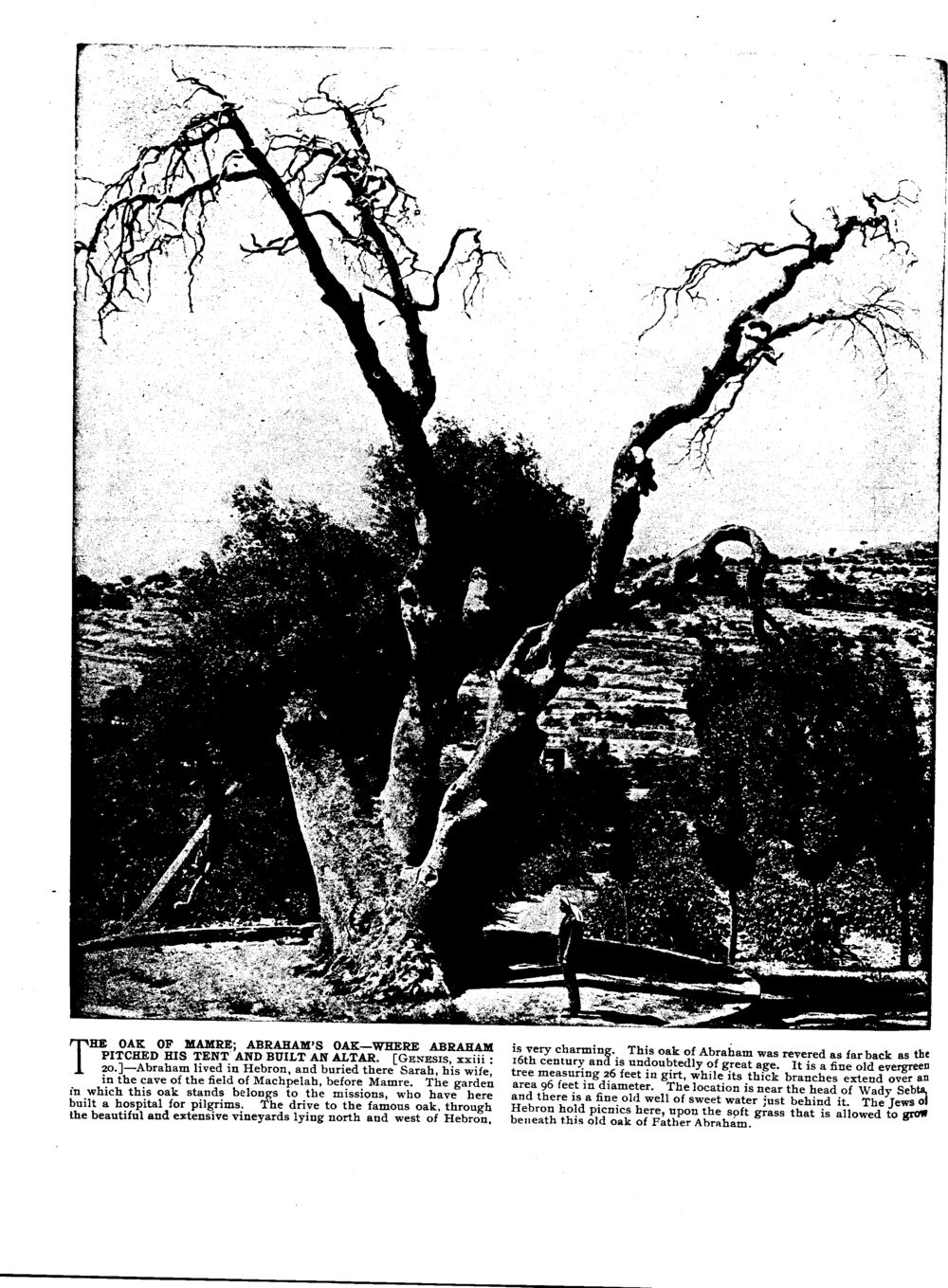 THE OAK OF MAMRE; ABRAHAM'S OAK—WHERE ABRAHAM PITCHED HIS TENT AND BUILT AN ALTAR. [GENESIS, xxiii: 20.]