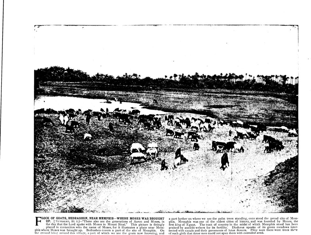 FLOCK OF GOATS, BEDRASHEN, NEAR MEMPHIS—WHERE MOSES WAS BROUGHT UP. [Numbers, iii: 1.]
