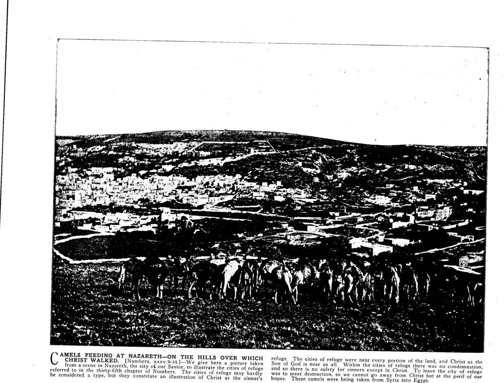 CAMELS FEEDING AT NAZARETH—ON THE HILLS OVER WHICH CHRIST WALKED. [Numbers, xxxv:9-34.]
