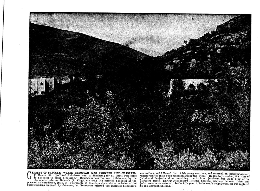 GARDENS OF SHECHEM—WHERE REHOBOAM WAS CROWNED KING OF ISRAEL. [I. Kings, xii : 1.]